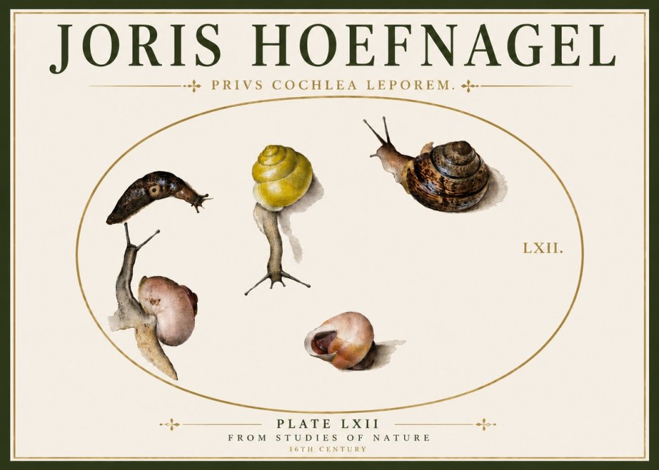 Joris Hoefnagel Privs Cochlea Leporem. No6 - Plakát