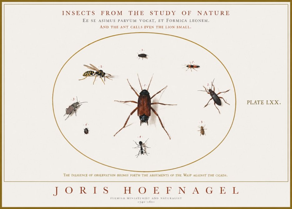 Joris Hoefnagel Insects from the Study of Nature No1 - Plakát