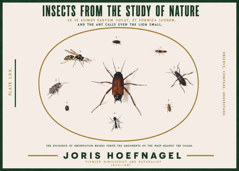 Joris Hoefnagel Insects from the Study of Nature No2 - Plakát