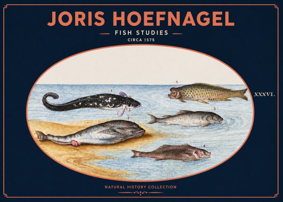 Joris Hoefnagel Fish Studies No2 - Plakát