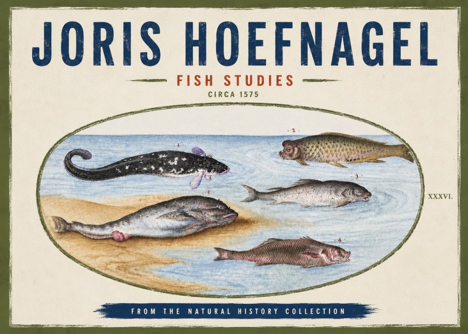 Joris Hoefnagel Fish Studies No4 - Plakát