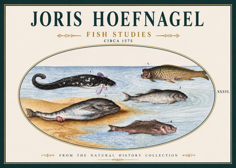Joris Hoefnagel Fish Studies No5 - Plakát