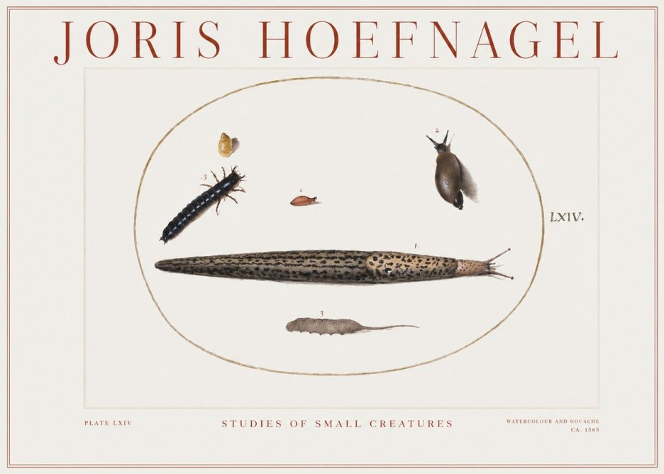 Joris Hoefnagel Plate Lxiv No2 - Plakát