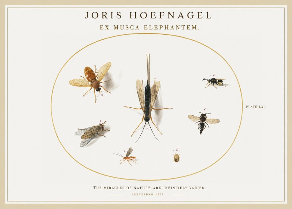 Joris Hoefnagel Ex Mvsca Elephantem. No2 - Plakát