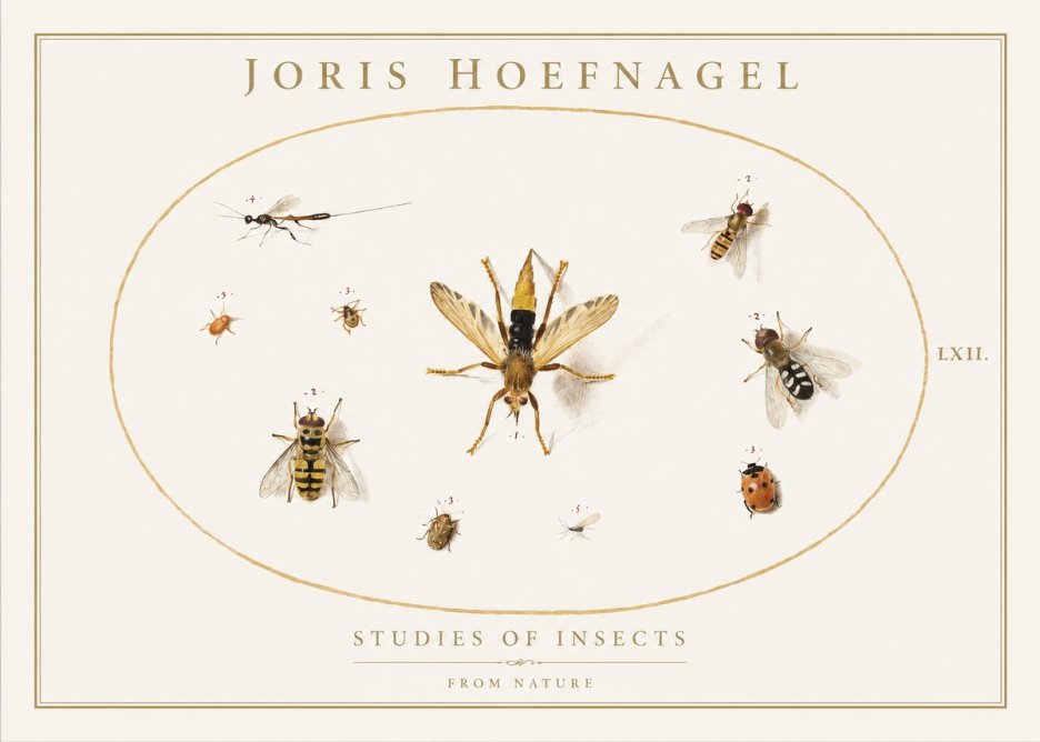 Joris Hoefnagel Studies of Insects IV No1 - Plakát