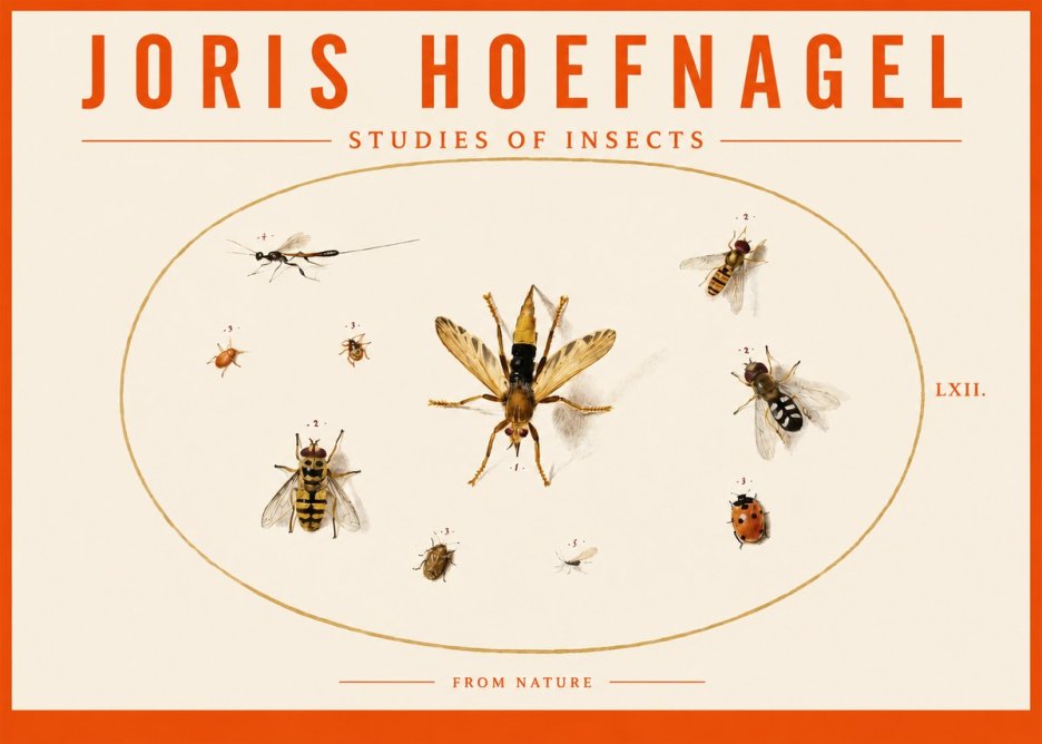 Joris Hoefnagel Studies of Insects IV No3 - Plakát