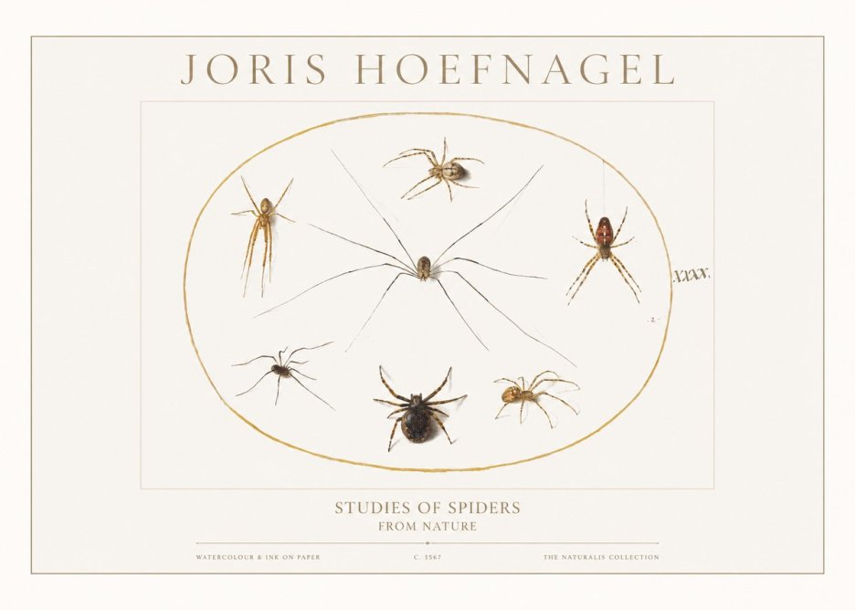 Joris Hoefnagel Studies of Spiders from Nature No1 - Plakát
