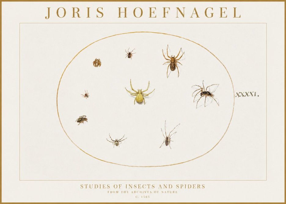 Joris Hoefnagel Studies of Insects and Spiders No1 - Plakát
