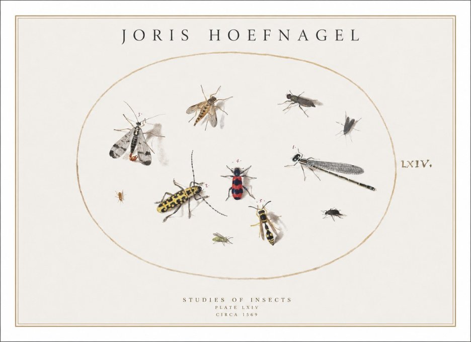 Joris Hoefnagel Studies of Insects - Plate Lxiv No1 - Plakát