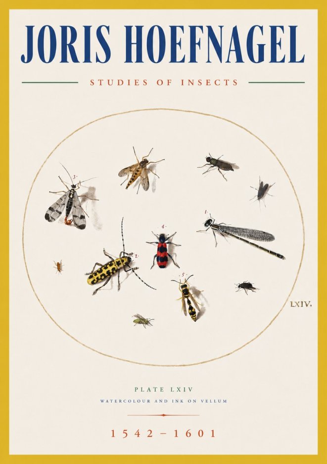 Joris Hoefnagel Studies of Insects - Plate Lxiv No5 - Plakát