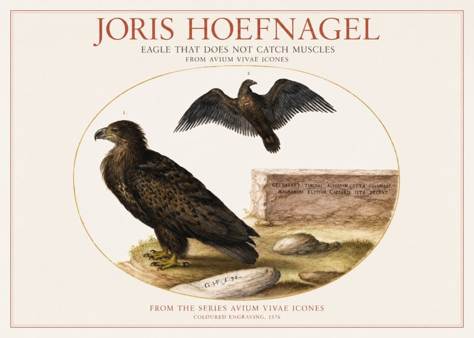 Joris Hoefnagel Eagle That Does Not Catch Muscles No1 - Plakát