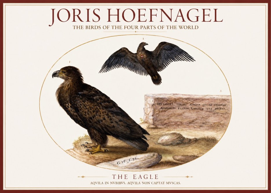 Joris Hoefnagel Eagle That Does Not Catch Muscles No6 - Plakát