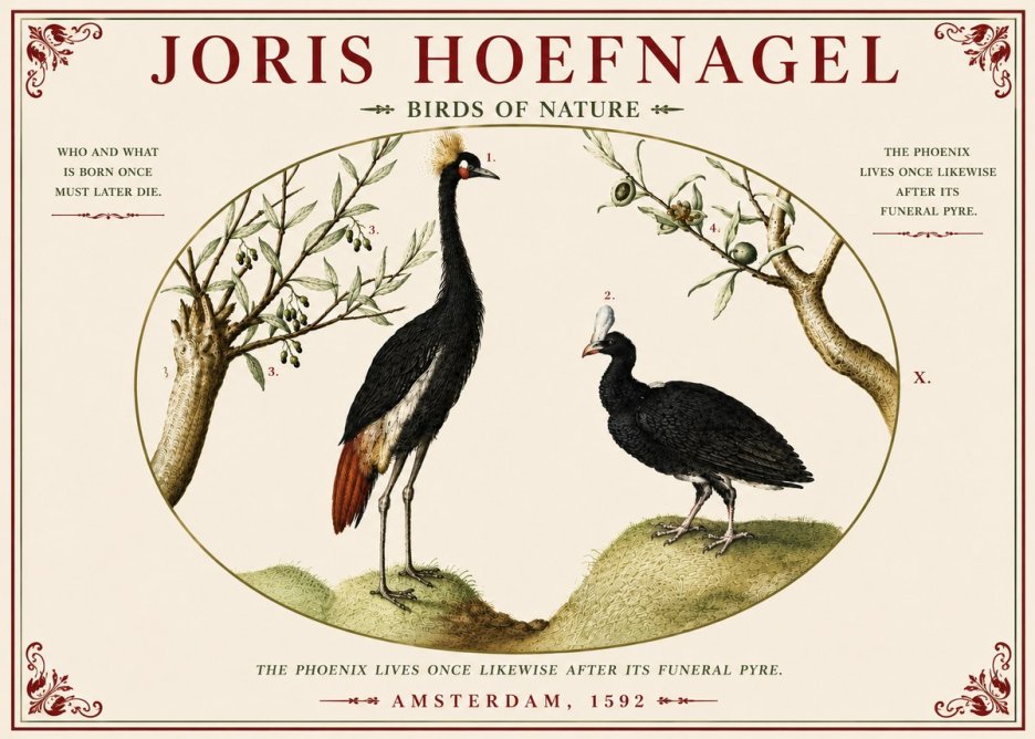 Joris Hoefnagel Birds of Nature No5 - Plakát