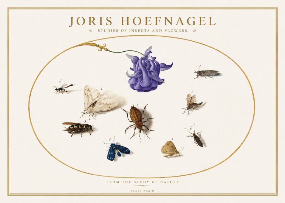 Joris Hoefnagel Studies of Insects and Flowers No5 - Plakát
