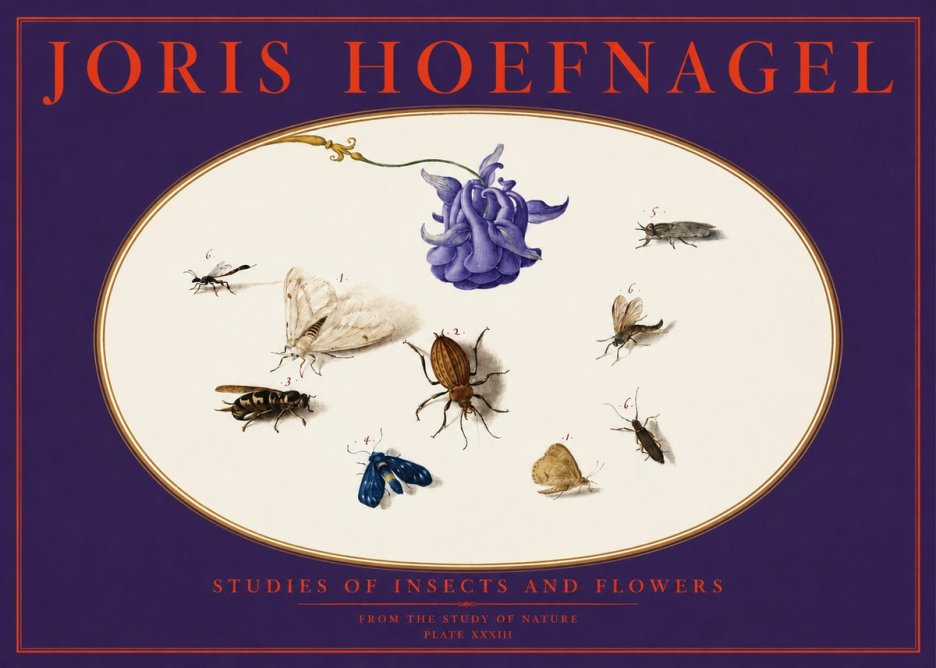 Joris Hoefnagel Studies of Insects and Flowers No6 - Plakát