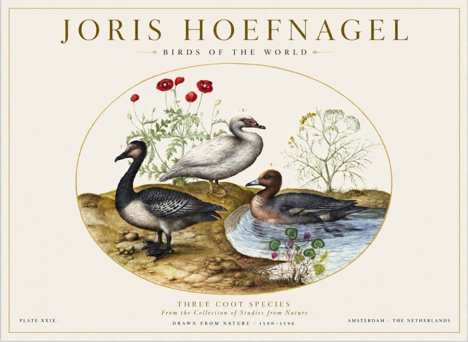 Joris Hoefnagel Three Coot Species No1 - Plakát