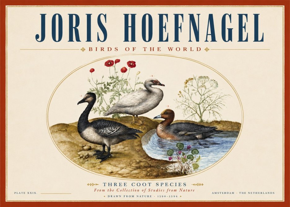 Joris Hoefnagel Three Coot Species No3 - Plakát