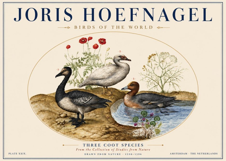Joris Hoefnagel Three Coot Species No5 - Plakát
