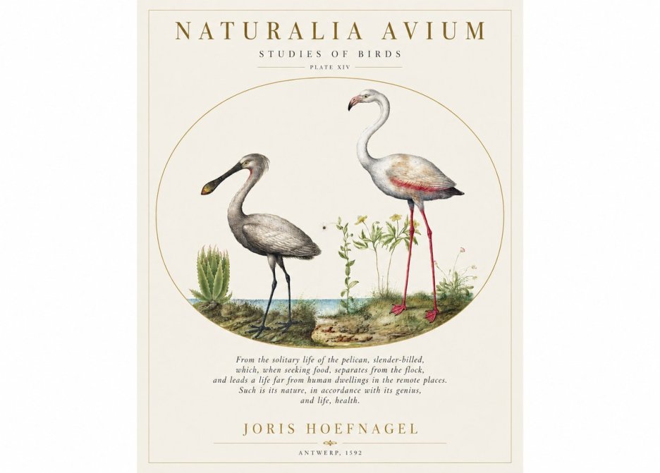 Joris Hoefnagel The Solitary Sanctuary of the Spoonbill and the Flamingo No2 - Plakát