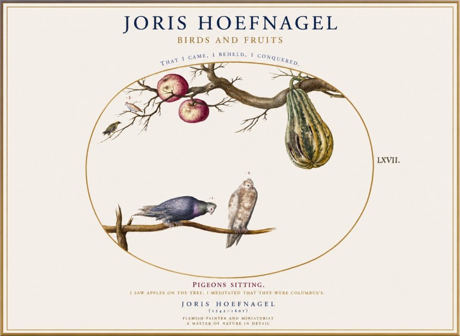 Joris Hoefnagel Pigeons Sitting. No1 - Plakát