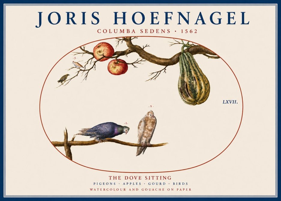 Joris Hoefnagel Pigeons Sitting. No5 - Plakát