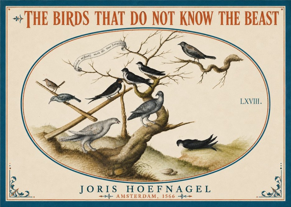Joris Hoefnagel Birds Study No6 - Plakát