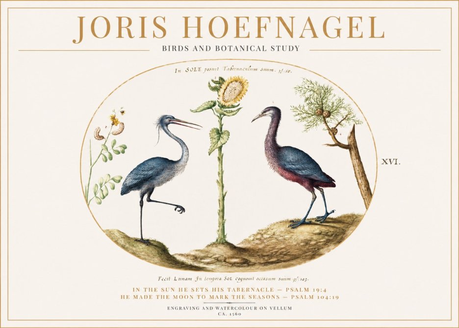 Joris Hoefnagel Birds and Plants Under the Sun No2 - Plakát