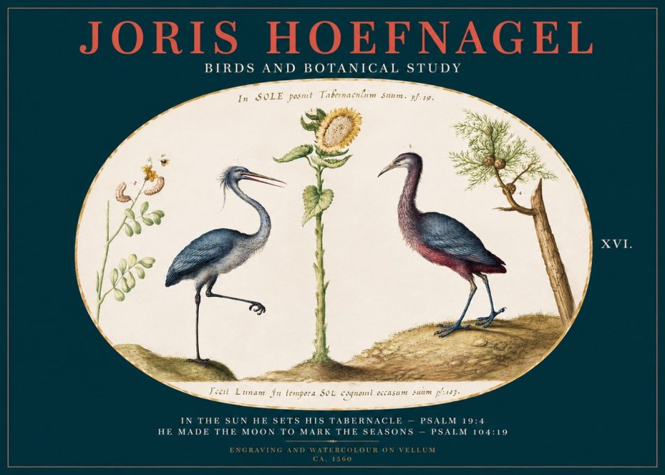 Joris Hoefnagel Birds and Plants Under the Sun No3 - Plakát