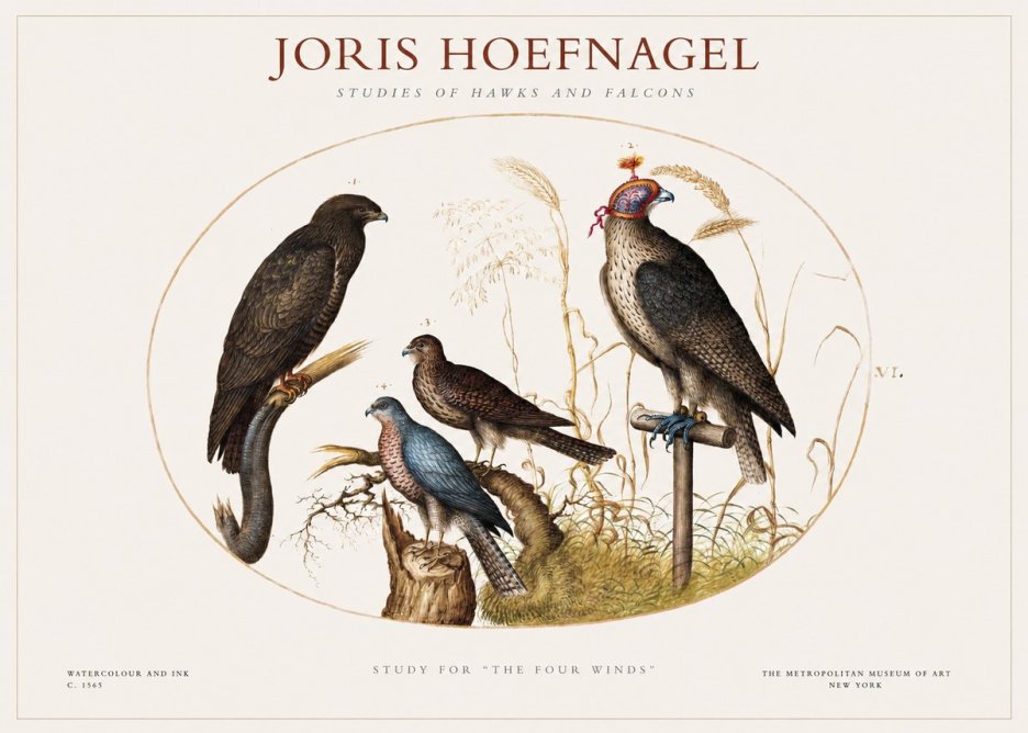 Joris Hoefnagel Studies of Hawks and Falcons No1 - Plakát