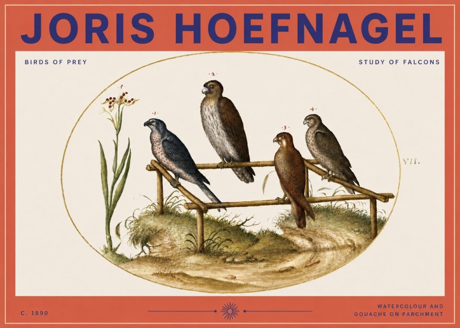 Joris Hoefnagel Study of Falcons No3 - Plakát