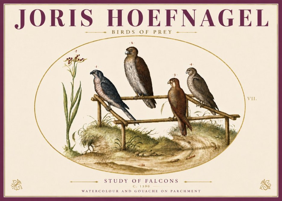 Joris Hoefnagel Study of Falcons No6 - Plakát