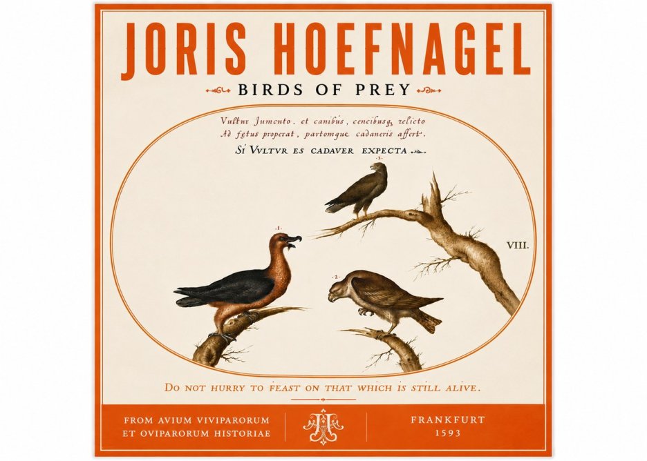 Joris Hoefnagel Birds of Prey No6 - Plakát