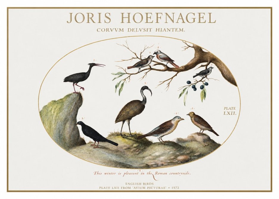 Joris Hoefnagel English Birds Plate Lxii No1 - Plakát