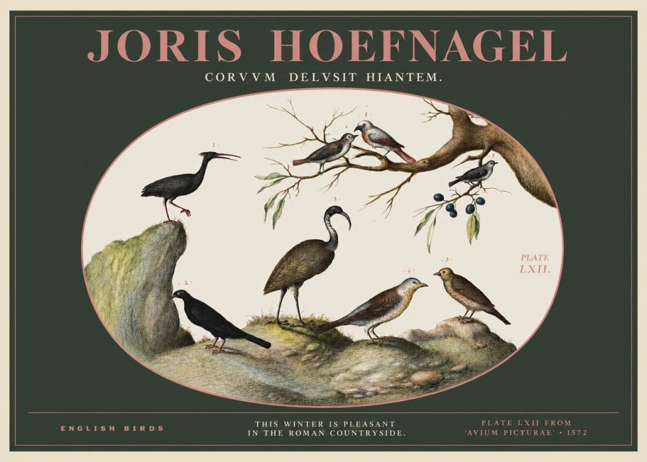 Joris Hoefnagel English Birds Plate Lxii No2 - Plakát