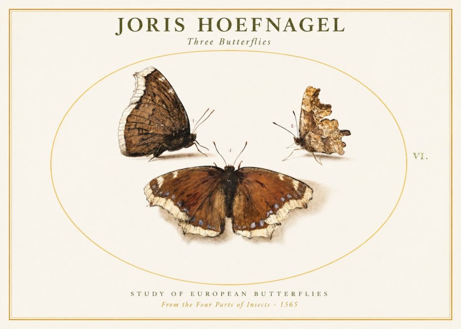 Joris Hoefnagel Three Butterflies I No1 - Plakát