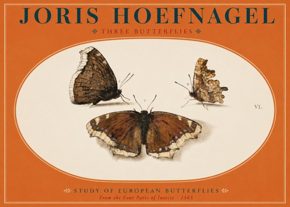 Joris Hoefnagel Three Butterflies I No2 - Plakát