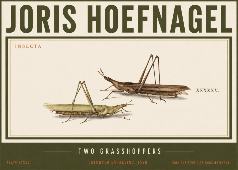 Joris Hoefnagel Two Grasshoppers No3 - Plakát