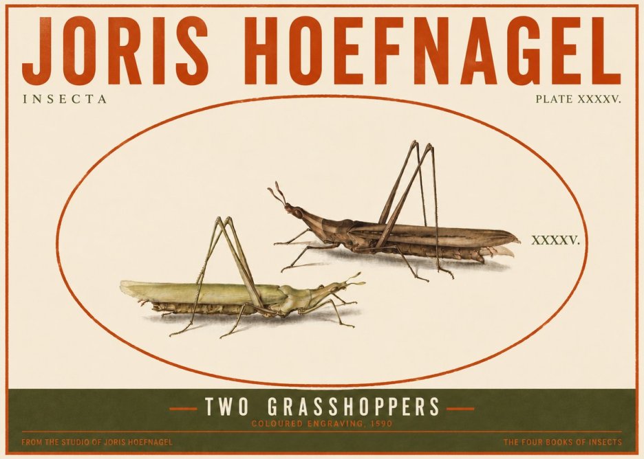 Joris Hoefnagel Two Grasshoppers No4 - Plakát