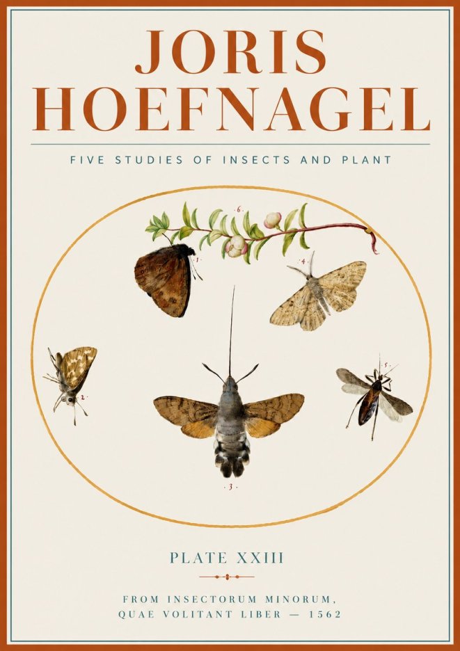 Joris Hoefnagel Five Studies of Insects and Plant No4 - Plakát