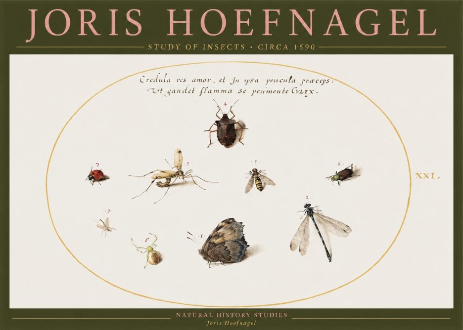 Joris Hoefnagel Study of Insects • Circa 1590 No2 - Plakát