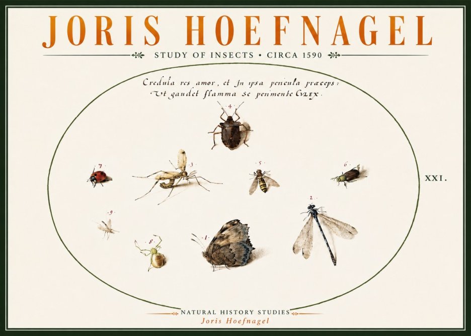 Joris Hoefnagel Study of Insects • Circa 1590 No6 - Plakát