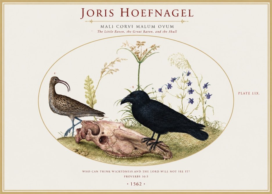 Joris Hoefnagel The Little Raven, the Great Raven, and the Skull No1 - Plakát