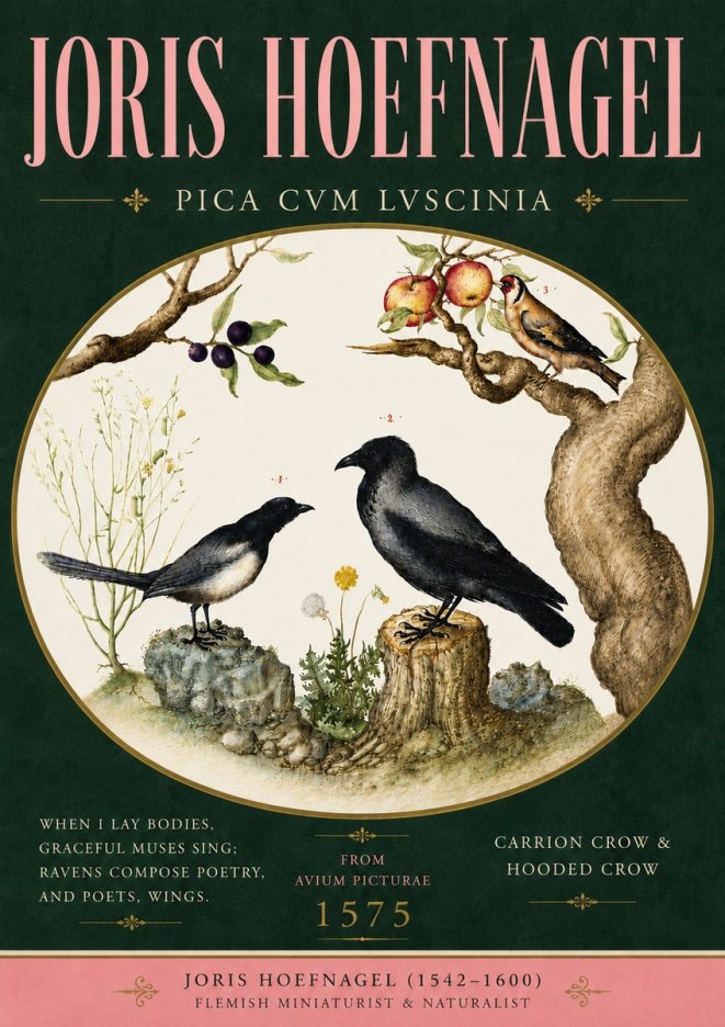 Joris Hoefnagel Carrion Crow & Hooded Crow No5 - Plakát