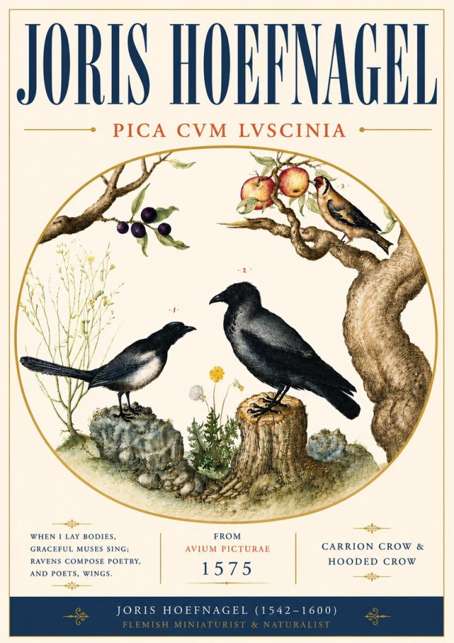 Joris Hoefnagel Carrion Crow & Hooded Crow No6 - Plakát