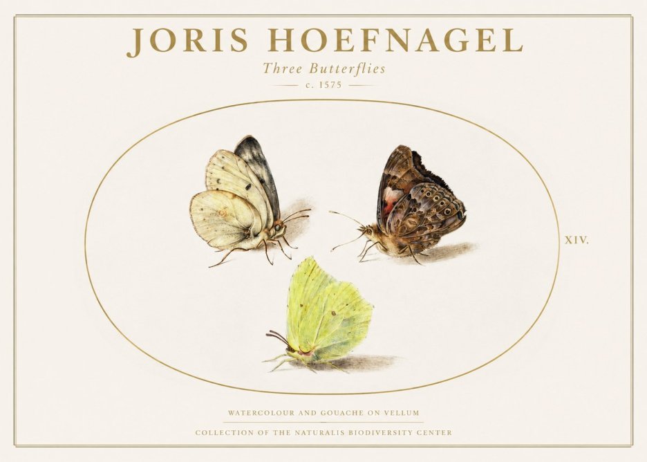Joris Hoefnagel Three Butterflies II No1 - Plakát