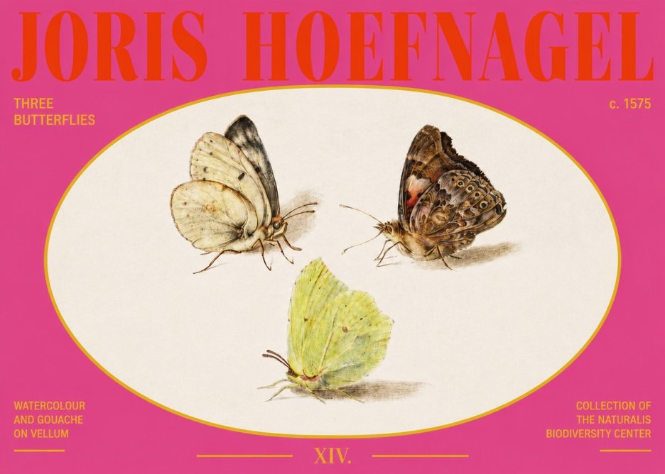 Joris Hoefnagel Three Butterflies II No3 - Plakát