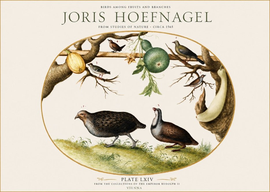 Joris Hoefnagel Birds Among Fruits and Branches No1 - Plakát