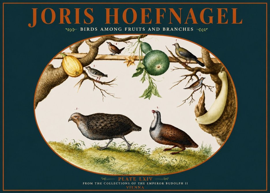 Joris Hoefnagel Birds Among Fruits and Branches No4 - Plakát