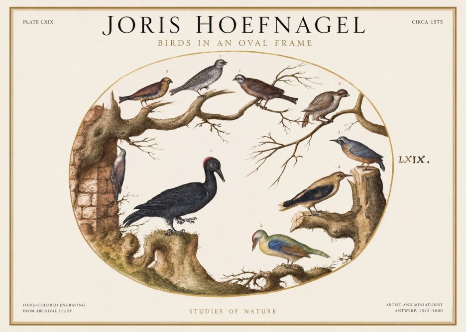 Joris Hoefnagel Birds in an Oval Frame No1 - Plakát