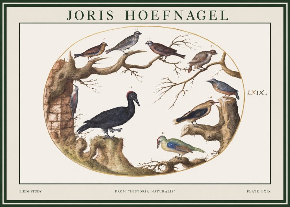Joris Hoefnagel Birds in an Oval Frame No2 - Plakát